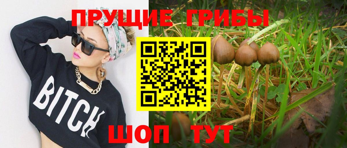 Галлюциногенные грибы прущие грибы  Вход с VPN  Сибай  Псилоцибиновые грибы Psilocybine cubensis 